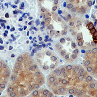 19 - Recombinant Anti-nNOS Rabbit mAb AP94902