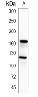 1 - Recombinant Anti-nNOS Rabbit mAb AP94902