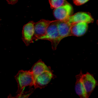 3 - Recombinant Anti-ASK1 Rabbit mAb AP94903