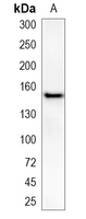 1 - Recombinant Anti-ASK1 Rabbit mAb AP94903