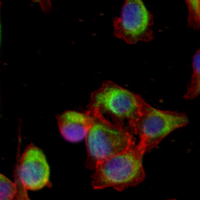 3 - Recombinant Anti-PAK1/2/3 (Phospho-S144/141/154) Rabbit mAb AP94904