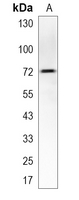 1 - Recombinant Anti-PKC alpha Rabbit mAb AP94906