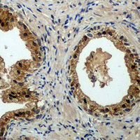 19 - Recombinant Anti-BAD Rabbit mAb AP94908