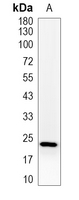 1 - Recombinant Anti-BAD Rabbit mAb AP94908