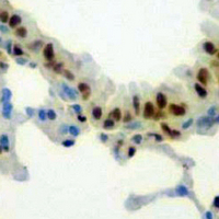19 - Recombinant Anti-RUNX1/2/3 Rabbit mAb AP94910