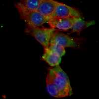 3 - Recombinant Anti-Gamma-tubulin Rabbit mAb AP94911
