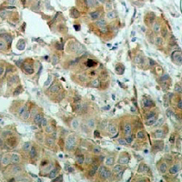 19 - Recombinant Anti-Gamma-tubulin Rabbit mAb AP94911