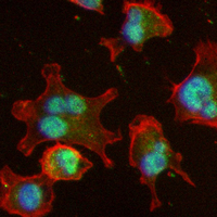 3 - Recombinant Anti-CDK5 Rabbit mAb AP94912