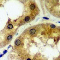 19 - Recombinant Anti-CDK5 Rabbit mAb AP94912