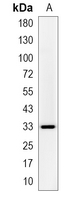 1 - Recombinant Anti-CDK5 Rabbit mAb AP94912