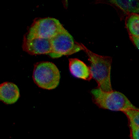 3 - Recombinant Anti-DUSP6 Rabbit mAb AP94913