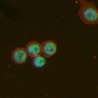 3 - Recombinant Anti-CREB Rabbit mAb AP94914