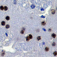 19 - Recombinant Anti-CREB Rabbit mAb AP94914