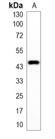 1 - Recombinant Anti-CREB Rabbit mAb AP94914