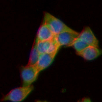 3 - Recombinant Anti-MLCK1 Rabbit mAb AP94915