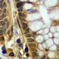 19 - Recombinant Anti-MLCK1 Rabbit mAb AP94915