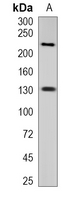 1 - Recombinant Anti-MLCK1 Rabbit mAb AP94915