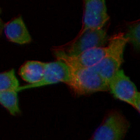 3 - Recombinant Anti-Alpha-tubulin (Acetyl-K40) Rabbit mAb AP94917