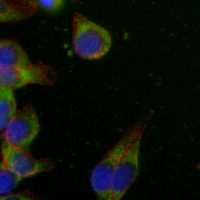 3 - Recombinant Anti-PUMA Rabbit mAb AP94918