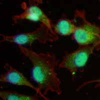 3 - Recombinant Anti-YBX1 Rabbit mAb AP94920