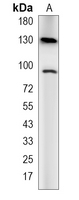 1 - Recombinant Anti-IFNAR1 Rabbit mAb AP94921