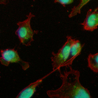 3 - Recombinant Anti-ERK1/2 Rabbit mAb AP94923
