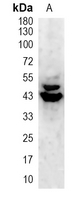1 - Recombinant Anti-ERK1/2 Rabbit mAb AP94923