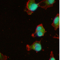 3 - Recombinant Anti-p38 Rabbit mAb AP94924