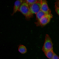 3 - Recombinant Anti-Caspase 2 Rabbit mAb AP94925