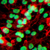 3 - Recombinant Anti-HP1 alpha Rabbit mAb AP94926