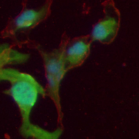 3 - Recombinant Anti-IRF1 Rabbit mAb AP94927