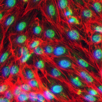3 - Recombinant Anti-CD222 Rabbit mAb AP94929