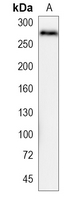 1 - Recombinant Anti-CD222 Rabbit mAb AP94929