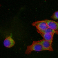 3 - Recombinant Anti-CD107b Rabbit mAb AP94930