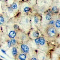 19 - Recombinant Anti-CD107b Rabbit mAb AP94930