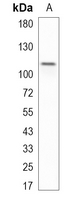 1 - Recombinant Anti-CD107b Rabbit mAb AP94930