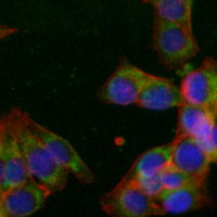 3 - Recombinant Anti-Prohibitin Rabbit mAb AP94931