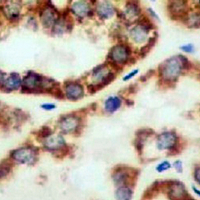 19 - Recombinant Anti-Prohibitin Rabbit mAb AP94931