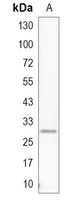 1 - Recombinant Anti-Prohibitin Rabbit mAb AP94931