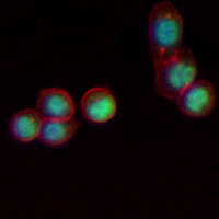 3 - Recombinant Anti-Cyclin B1 Rabbit mAb AP94933