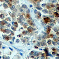 19 - Recombinant Anti-Cyclin B1 Rabbit mAb AP94933