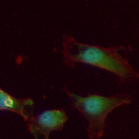3 - Recombinant Anti-LIN28B Rabbit mAb AP94934