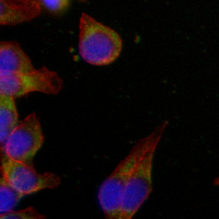 3 - Recombinant Anti-SIRT2 Rabbit mAb AP94935
