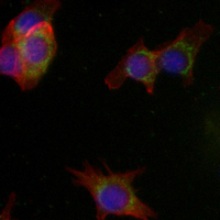 3 - Recombinant Anti-mGLUR5 Rabbit mAb AP94937