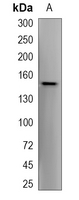 1 - Recombinant Anti-mGLUR5 Rabbit mAb AP94937