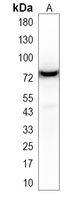 1 - Recombinant Anti-GP73 Rabbit mAb AP94940