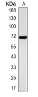 1 - Recombinant Anti-MMP8 Rabbit mAb AP94941