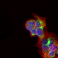3 - Recombinant Anti-RAPTOR Rabbit mAb AP94942
