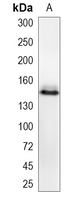 1 - Recombinant Anti-RAPTOR Rabbit mAb AP94942