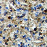 19 - Recombinant Anti-Hemoglobin alpha Rabbit mAb AP94944